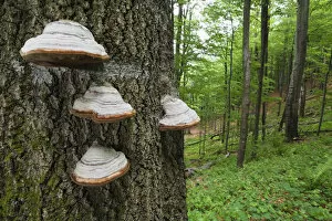 Images Dated 28th May 2009: Horses hoof / Tinder fungus (Fomes fomentarius) on tree trunk, European beech