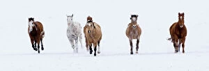 Images Dated 12th February 2008: Horses running in the snow, Flitner Ranch, Shell, Wyoming, USA