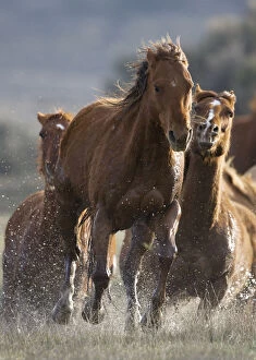 Horses running through water at Sombrero Ranch, Craig, Colorado, USA