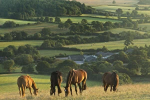 Horsesgrazing on Bulbarrow Hill at dawn, Dorset, England, UK, July 2014
