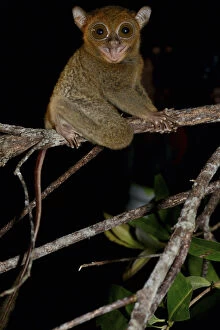 2019 January Highlights Gallery: Horsfields tarsier / Western tarsier ( Tarsius bancanus ssp. saltator) Belitung Island