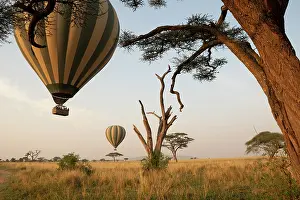 Travel Prints: Hot air balloons lifting off at dawn over the savanna