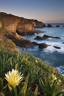 Cliffs Prints: Hottentot fig (Carpobrotus edulis) on the cliff at Lizard Point