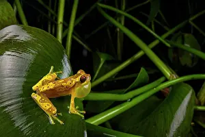 Hylidae Prints: Hourglass tree frog (Dendropsophus ebraccatus) sitting on leaf and calling