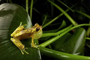 Hylidae Prints: Hourglass tree frog (Dendropsophus ebraccatus) sitting on leaf and calling
