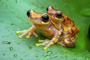 Hylidae Prints: Hourglass tree frogs (Dendropsophus ebraccatuus) pair in amplexus