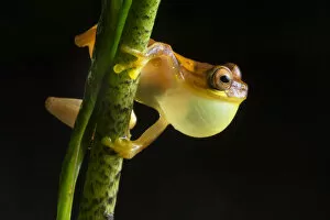 Hourglass treefrog (Dendropsophus ebraccatus) male with inflated vocal sac calling at night