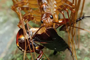House centipede (Thereuopoda longicornis) feeding on a Cockroach, Redlynch Valley, Queensland, Australia