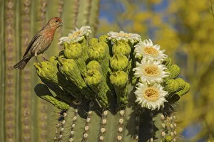 House finch (Carpodacus mexicanus) perched on Saguaro cactus (Carnegiea gigantea)