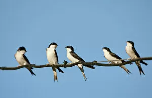 2020 March Highlights Gallery: House Martin (Delichon urbica) Spain, April