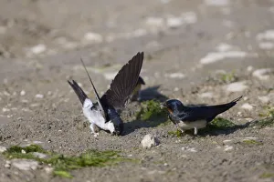 Elio Della Ferrera Prints: House martin (Delichon urbicum) and a Swallow (Hirundo rustica) collecting mud to build nests