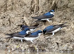 Lake District Prints: House martins (Delichon urbicum) perched on riverbank gathering mud for nest building