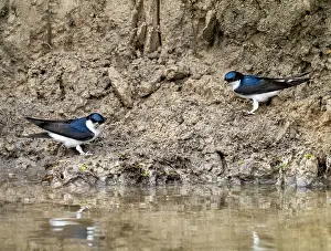Lake District Prints: Two House martins (Delichon urbicum) perched on riverbank gathering mud for nest building
