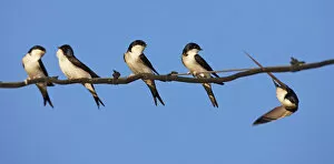 House martins (Delichon urbicum) perched in a row on wire, with another in flight