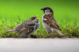 Old World Sparrow Prints: House sparrow (Passer domesticus) fledgling begging for food from adult male