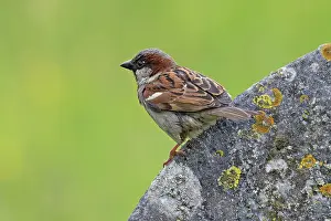 House sparrow (Passer domesticus) perched on gravestone, Norfolk, England, UK. June