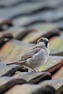Old World Sparrow Prints: House sparrow (Passer domesticus) perched on roof, portrait, Cley, Norfolk, UK. April