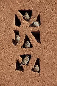 House sparrows (Passer domesticus) perched on building, Morocco, March