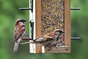 Old World Sparrow Prints: Two House sparrows (Passer domesticus) male