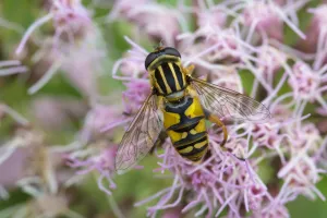 Syrphidae Prints: Hoverfly (Helophilus pendulus) feeding on Hemp agrimony (Eupatorium cannabinum) Strumpshaw Fen