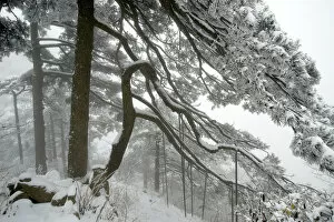 Huangshan pine (Pinus huangensis) in snow, Huangshan / Yellow Mountain, UNESCO World Heritage Site