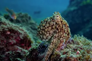 Mottled Patterns Prints: Hubb's octopus (Octopus hubbsorum) resting on a rocky reef