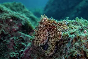 Mottled Patterns Prints: Hubb's octopus (Octopus hubbsorum) resting on a rocky reef