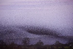 Huge flock of Common starlings (Sturnus vulgaris) flying in to roost over the reed beds at dusk
