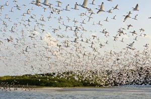 American White Ibis Gallery: Huge flock of White ibis (Eudocimus albus) in breeding plumage, flying to their mangrove-covered