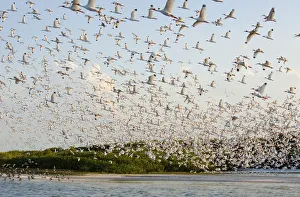 Huge flock of White ibis (Eudocimus albus) in breeding plumage, flying to their mangrove-covered