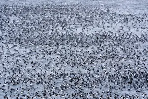 Arctic Ocean Prints: Huge gathering of Common guillemots (Uria aalge) on the sea in heavy snowfall before mass landing event