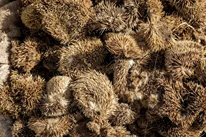 Culture Prints: Huge pile of Hedgehogs skins for sale for traditional beliefs in Bamako market