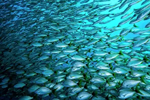 Haemulidae Prints: Huge school of Brassy grunts (Microlepidotus brevipinnis) off the coast of Guanacaste
