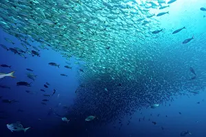 Huge school of fish, mainly Brassy grunts (Microlepidotus brevipinnis) off the coast of Guanacaste, Costa Rica, Pacific Ocean