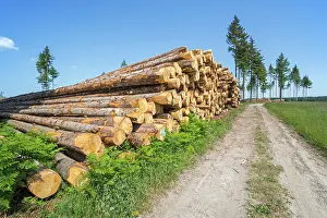 Environmental Issues Prints: Huge wood pile of tree trunks in coniferous clearcut forest with a few remaining Pine (Pinus sp)