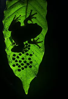 Animal Eggs Gallery: Humayuns night frog (nyctibatrachus humayuni), male guarding cluster of eggs on leaf