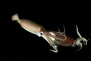 Deep Sea Collection: Humboldt squid (Dosidicus gigas) cannibalising another squid of the same species