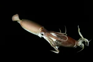 Deep Sea Collection: Humboldt squid (Dosidicus gigas) cannibalising another squid of the same species