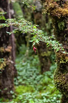 Onagraceae Prints: Hummingbird fuchsia (Fuchsia magellanica) in flower in temperate rainforest
