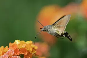 Flowers Gallery: Hummingbird Hawk-moth {Macroglossum stellatarum} adult in flight drinking nectar