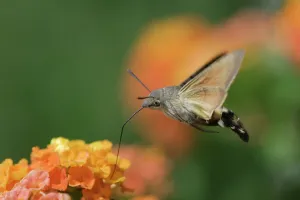 Lepidoptera Prints: Hummingbird Hawk-moth {Macroglossum stellatarum} adult in flight drinking nectar