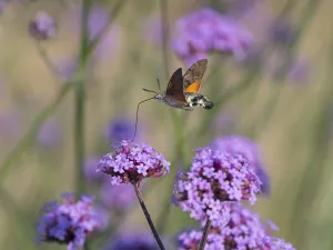Hummingbird hawk moth (Macroglossum stellatarum) in flight feeding on Verbena flowers, England, UK
