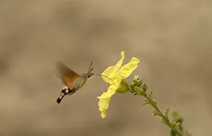 Proboscises Prints: Hummingbird hawk-moth (Macroglossum stellatarum) nectaring on Loofah (Luffa sp) flower