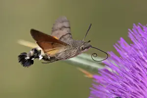 Sunflower Family Prints: Hummingbird hawkmoth (Macroglossum stellatarum) nectaring on Thistle (Cirsium sp)