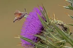 Sunflower Family Prints: Hummingbird hawkmoth (Macroglossum stellatarum) nectaring on Thistle (Cirsium sp)