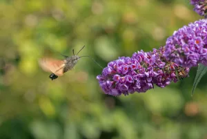 Hummingbird hawkmoth (Macroglossum stellatarum) Wiltshire, UK, September