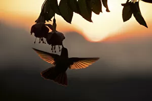 Images Dated 21st April 2020: Hummingbird (Trochilidae) feeding on flower, silhouetted at sunset, Talamanca mountains