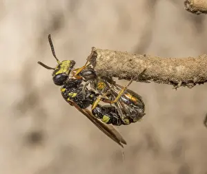 Wasp Prints: Hump-backed beewolf (Philanthus gibbosus) female