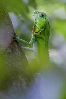 Hump-nosed lizard (Lyriocephalus scutatus) on a branch. Sinharaja, Southern Province