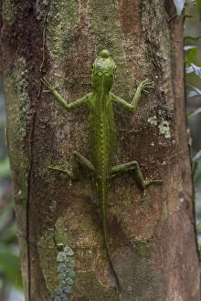 Hump-nosed or lyreshead lizard (Lyriocephalus scutatus), Sinharaja Forest Reserve